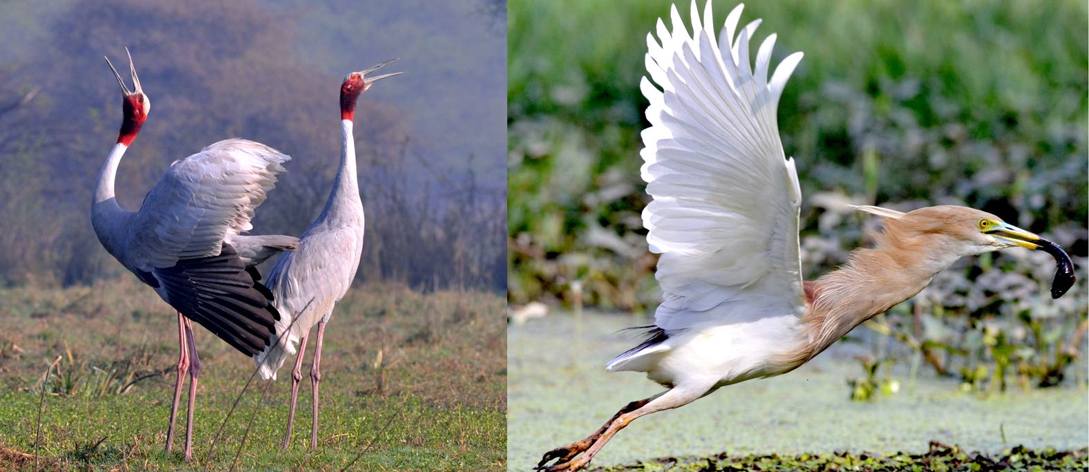 16-Day North India Birding: Wetlands, Corbett and Himalayan Foothills