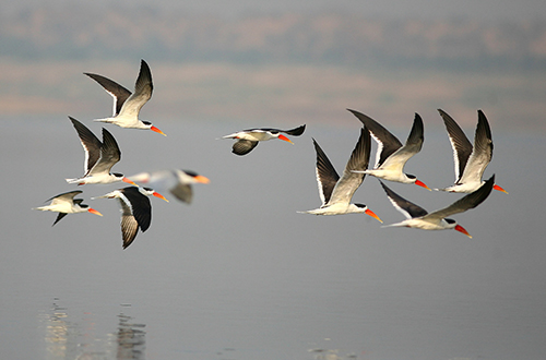 Private Chambal River Birding and Wildlife Safari