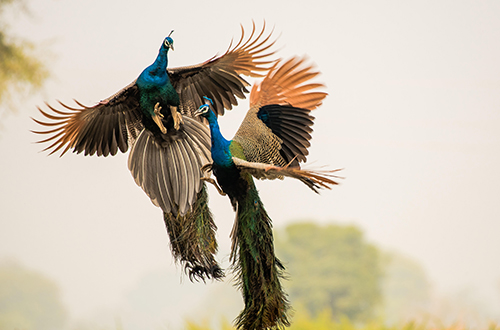 3-4 Hour Blackbuck and Dryland Birding Jeep Safari