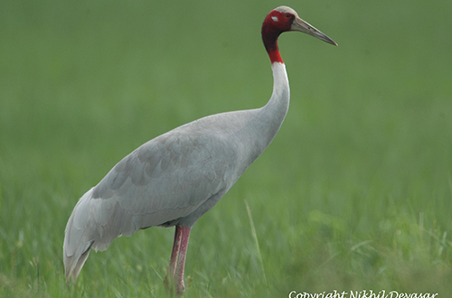 4-5 Hour Sarus Crane Wetland Birding Jeep Safari