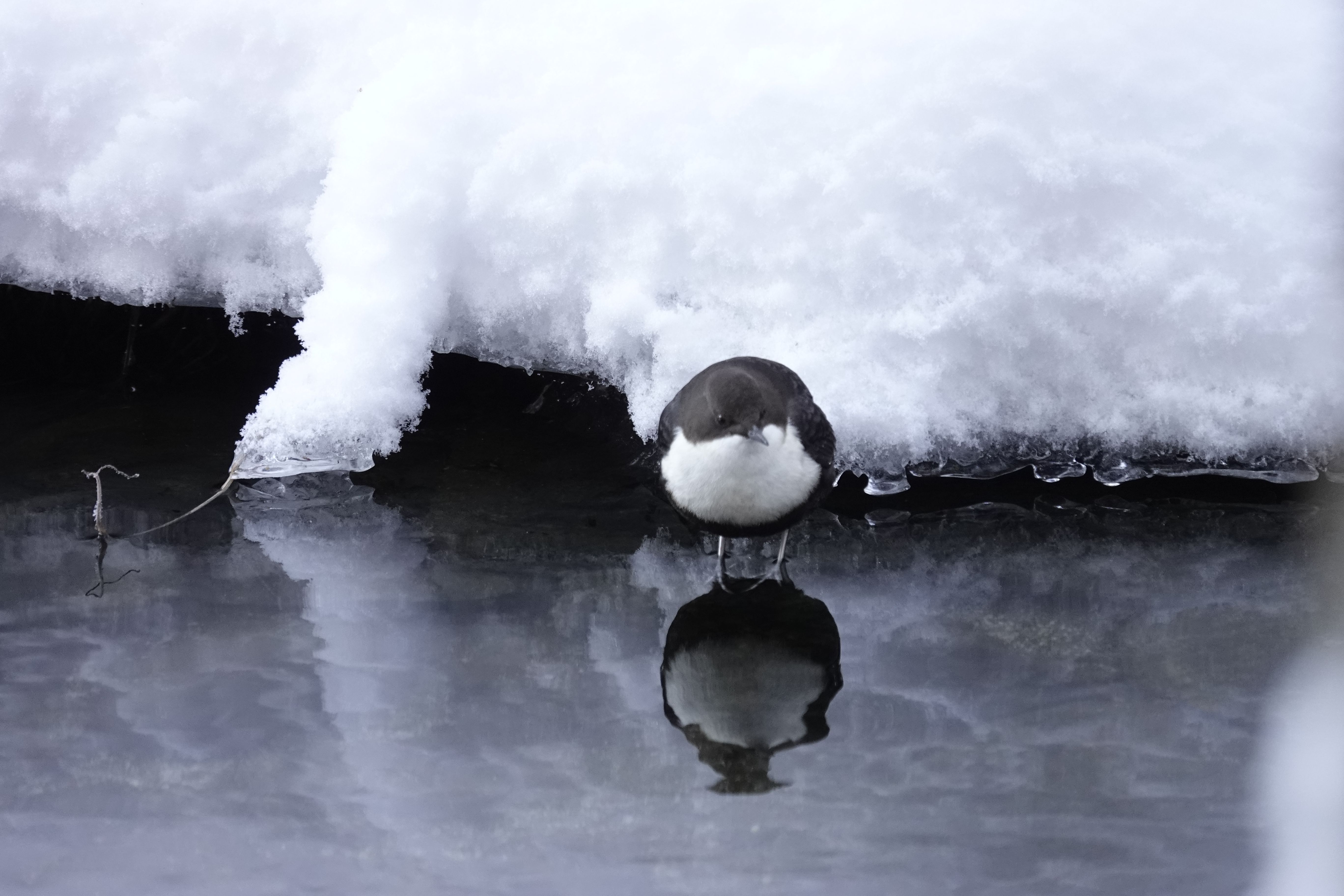Private Seasonal Birding in Southern Finland with Olli Haukkovaara