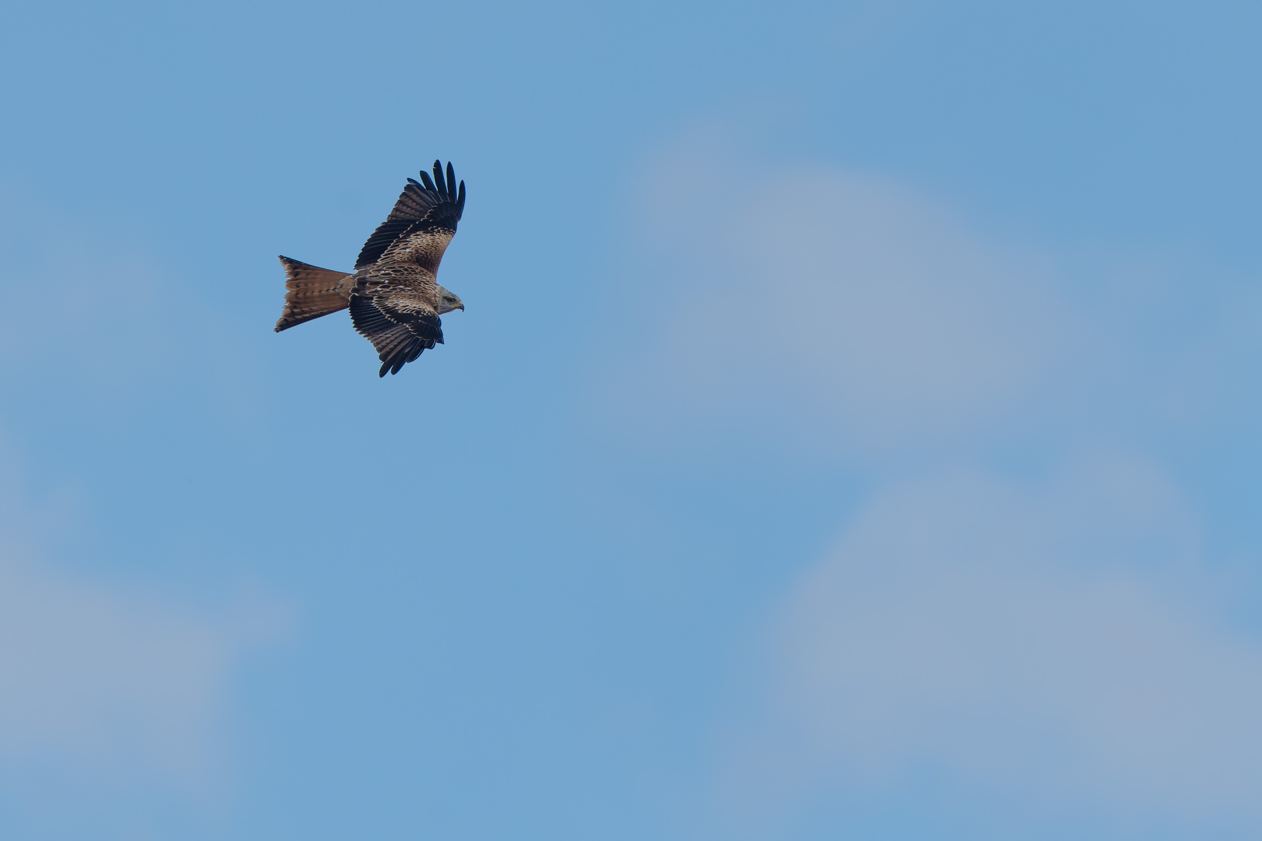 Red Kites and Nutcrackers Eifel Photography Weekend with Leo Boon