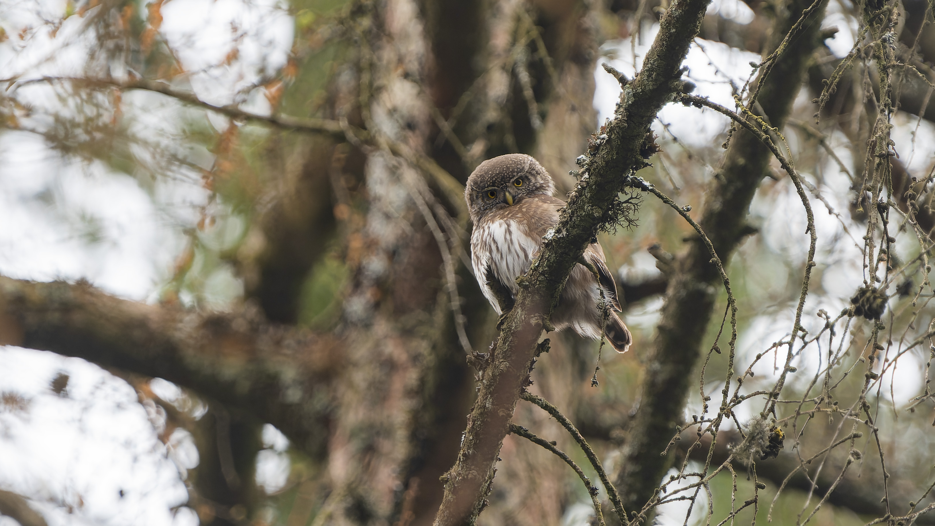 Private Eifel Pygmy Owl and Forest Bird Photography with Leo Boon