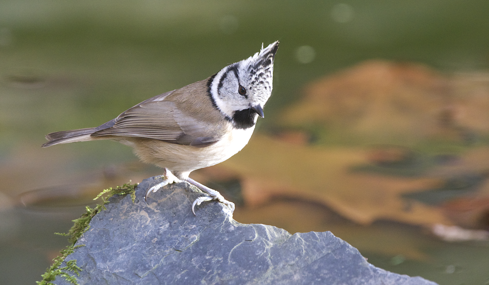 Eifel Forest Bird Photo Hide Experience with Leo Boon