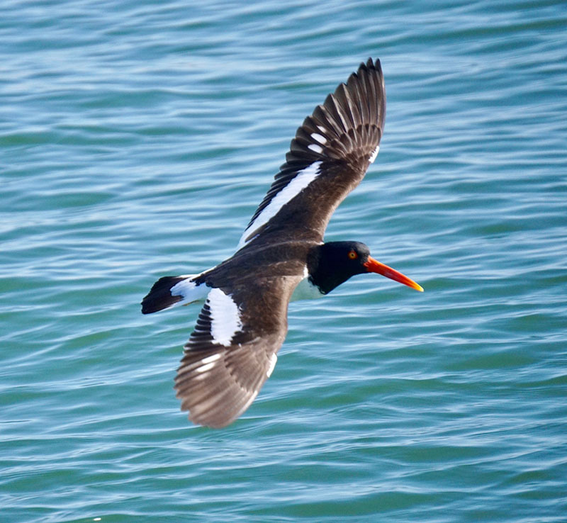 Masonboro Island Birding Boat Cruise