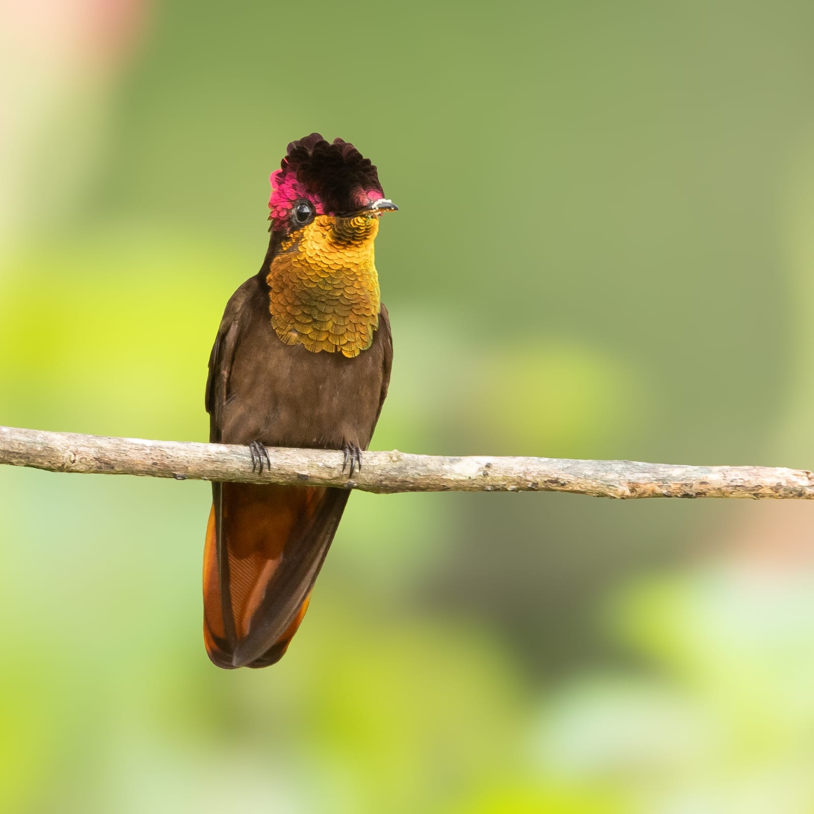 Three-Day High-Mountain Casanare Birding Tour with René Leal