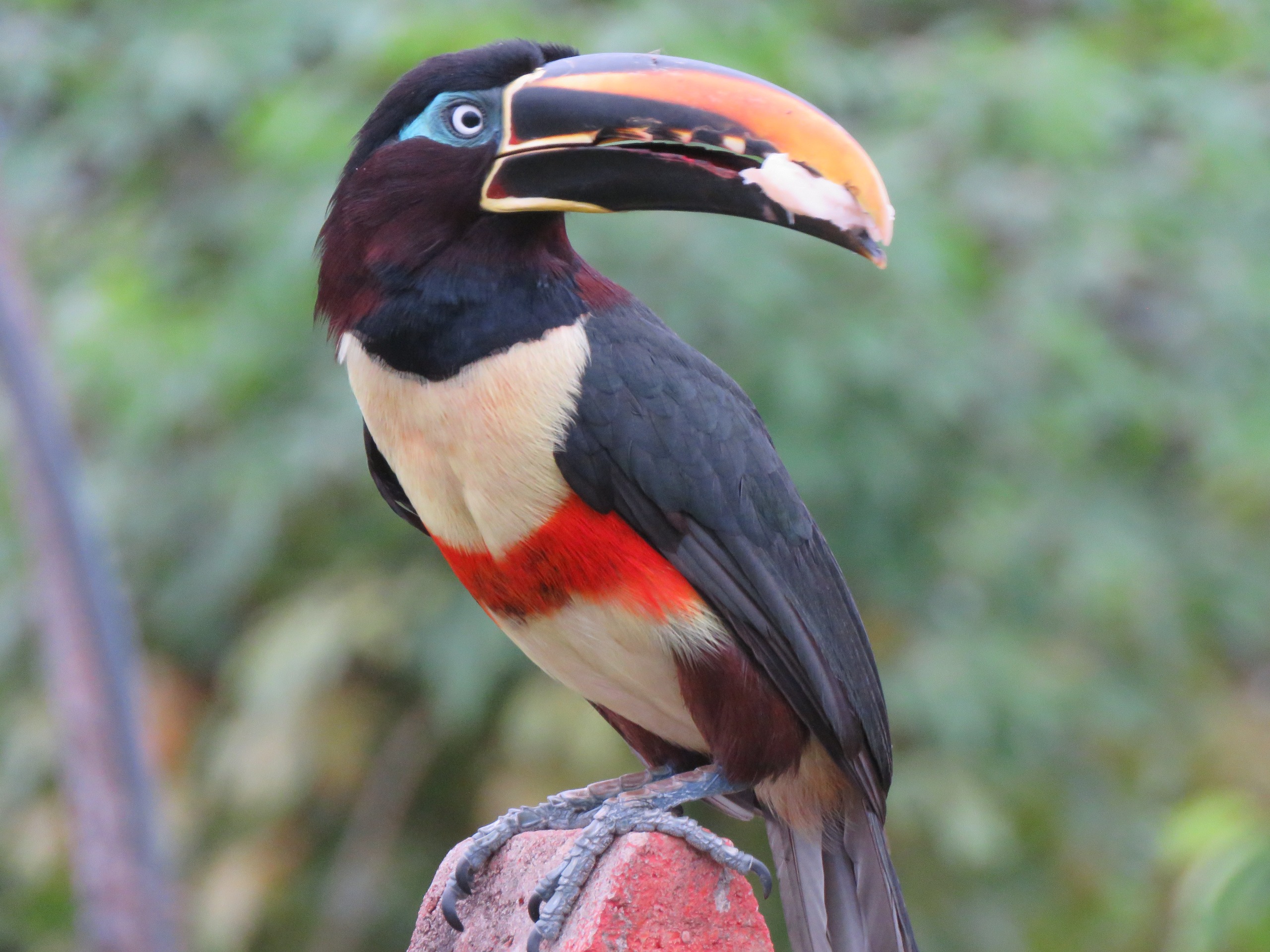 Three-Day Casanare Foothills Birding Tour with René Leal