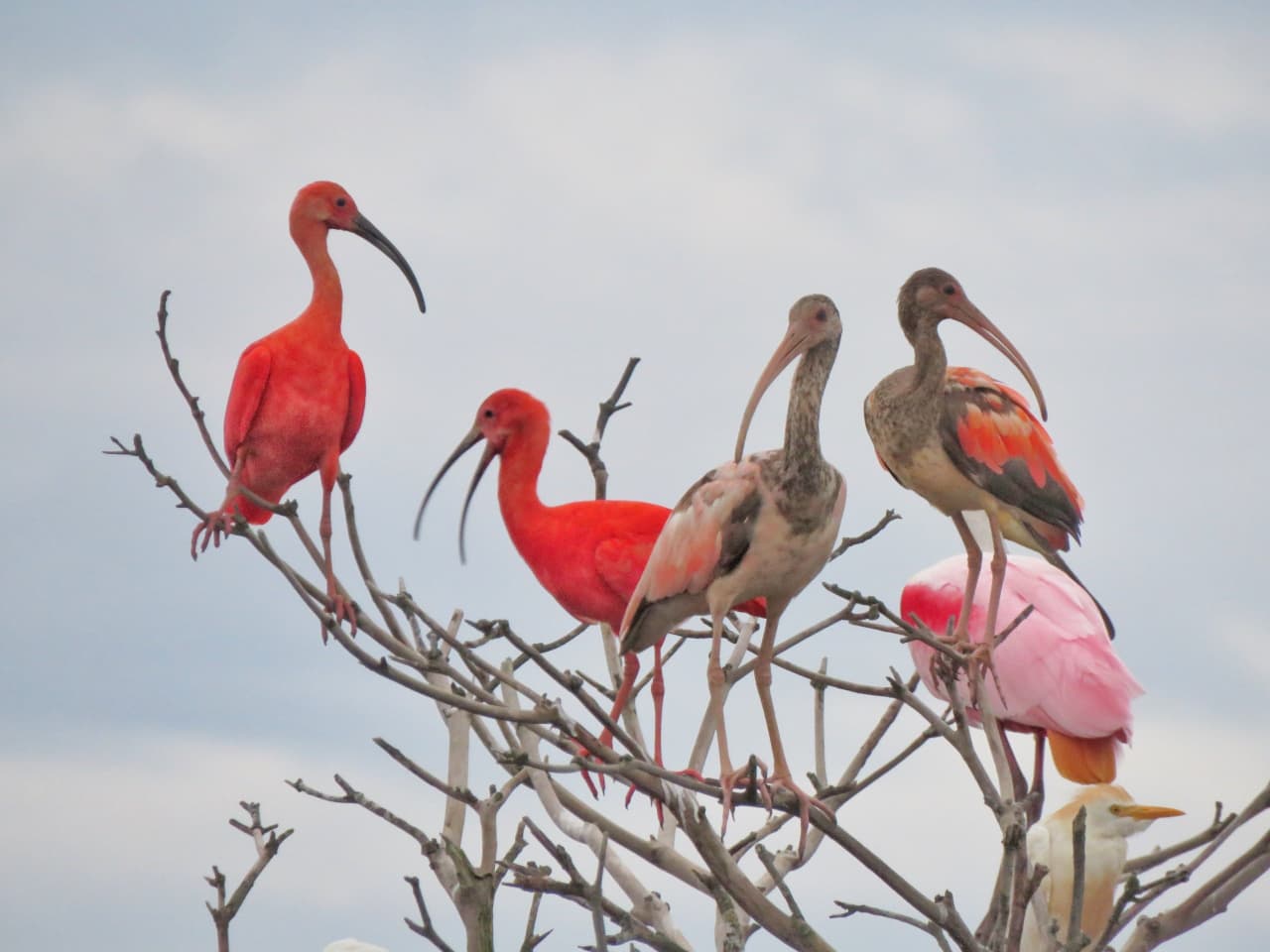 Three-Day Casanare Savanna Birding and Llanero Experience