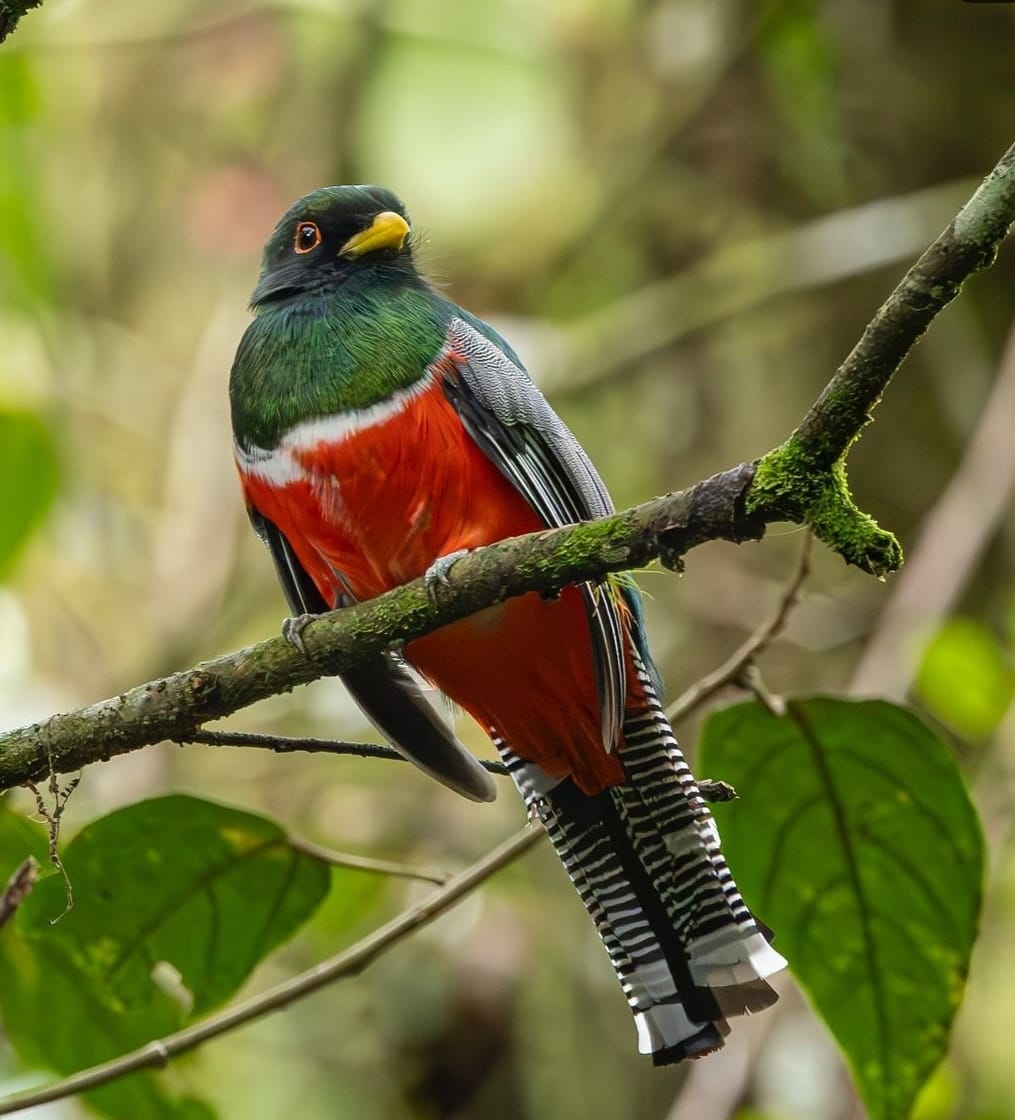 Eight-Day Complete Casanare Birding Circuit with René Leal