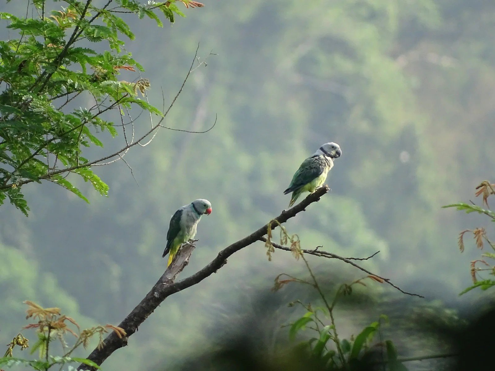 13-day South India and Western Ghats Birding Journey