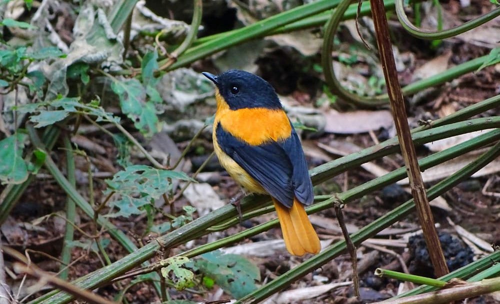 8-day Kerala Western Ghats Birding Tour