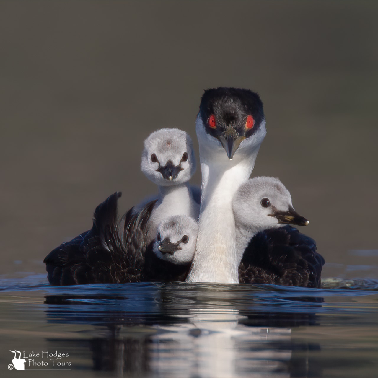 Lake Hodges Bird and Wildlife Photography Tour