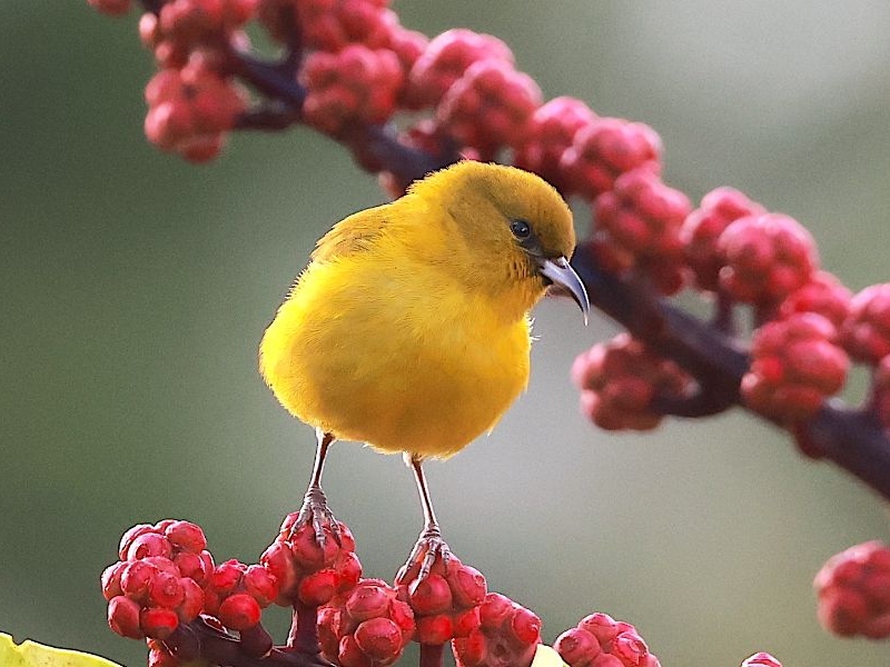 Oʻahu Endemic Birding Adventure