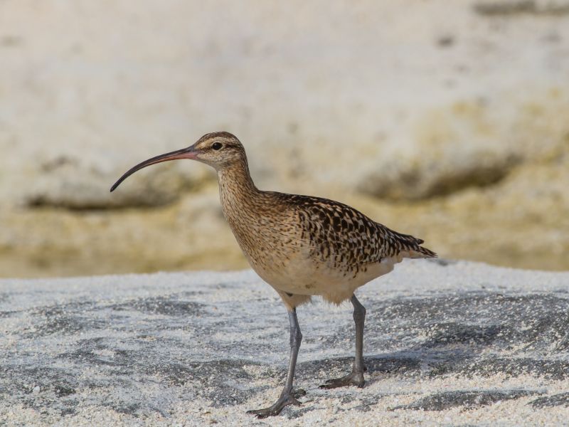 Ultimate Oʻahu Birding Experience