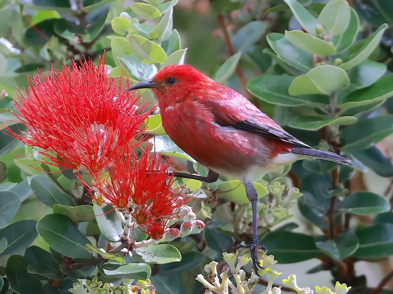 Kauaʻi Endemic Birding Adventure