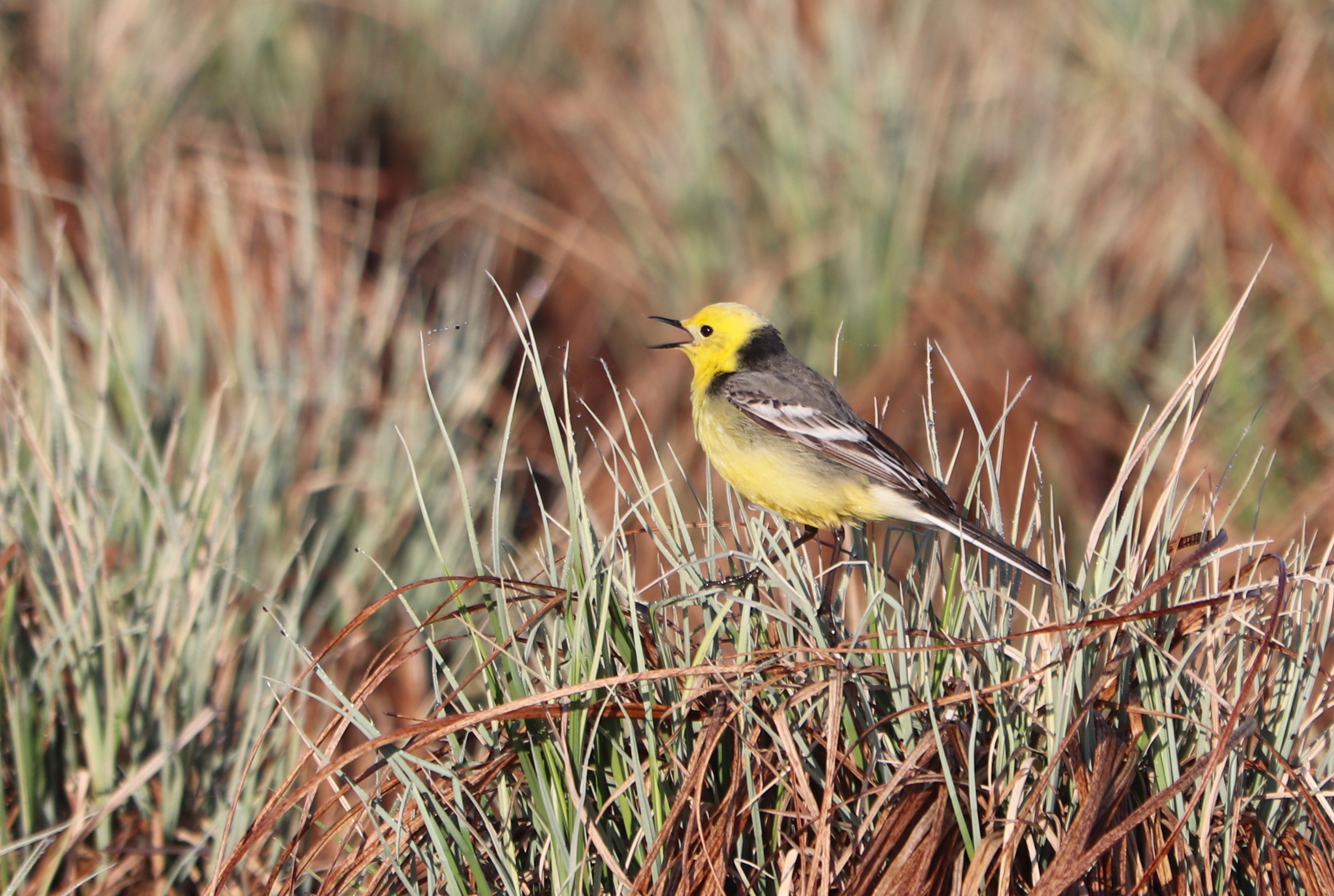 Slovakia Custom Birding Tour and Day Trip with Miloslav Mišík