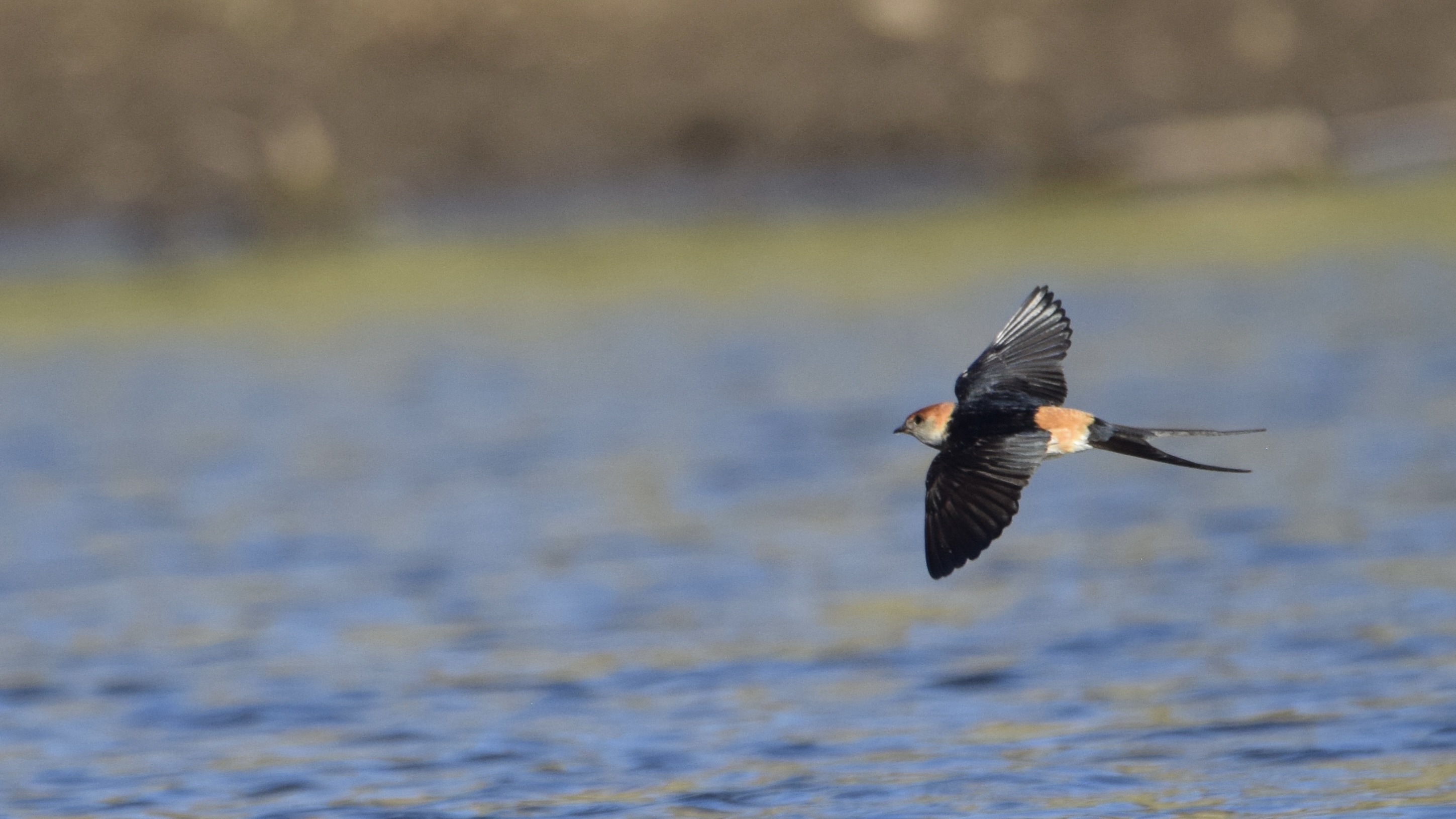 Private Full-Day Birding in Windhoek