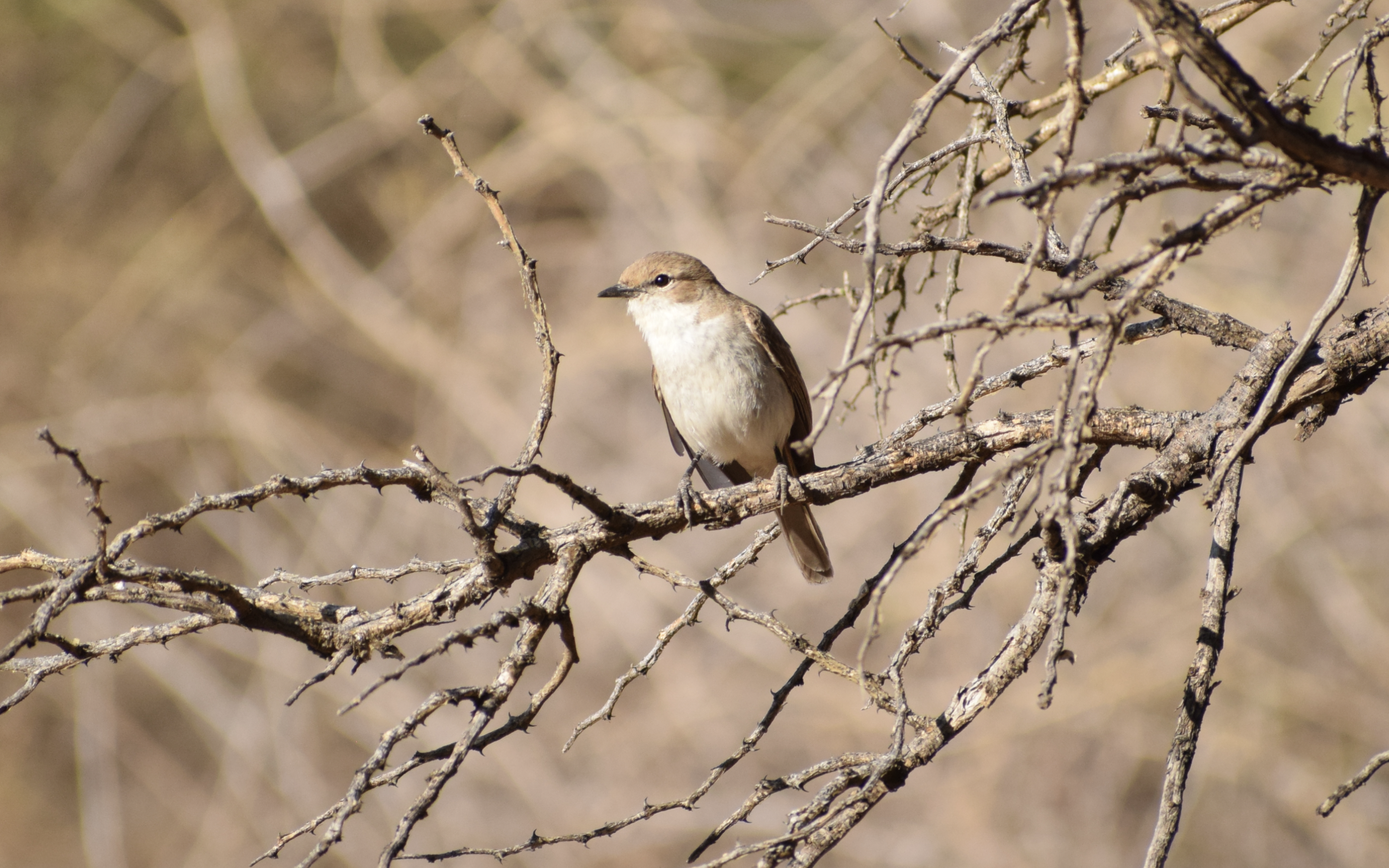 Private Half-Day Birding in Windhoek