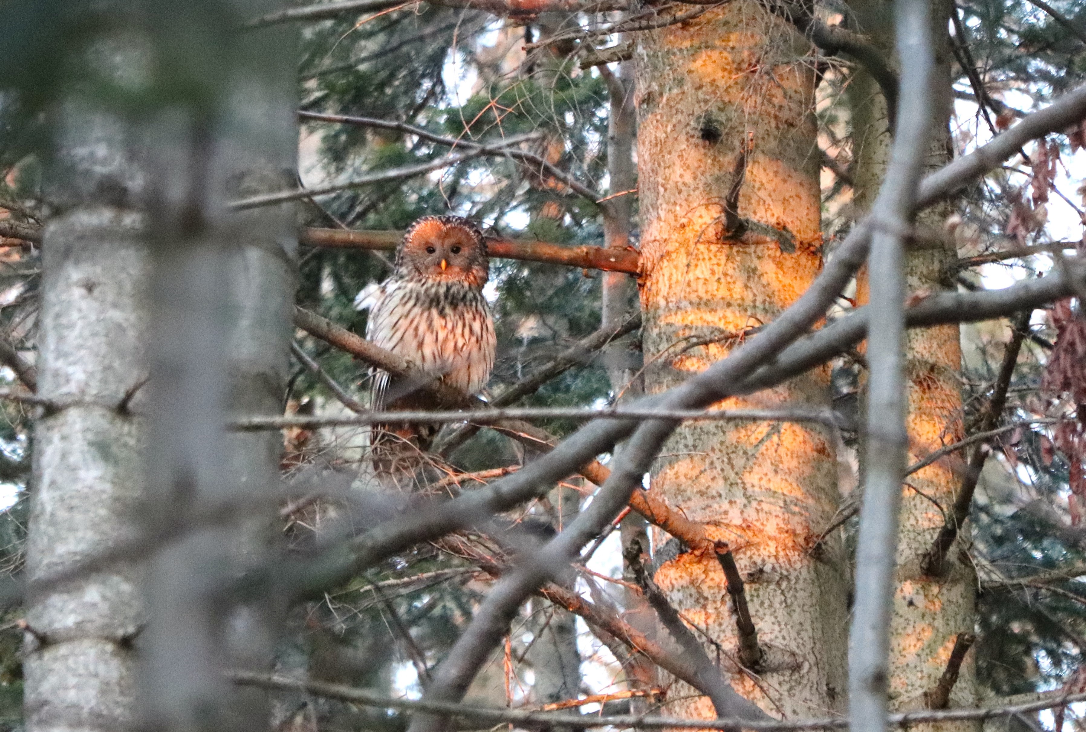 Slovak Paradise Mountain Specialties: 3-Day Spring Birding Tour