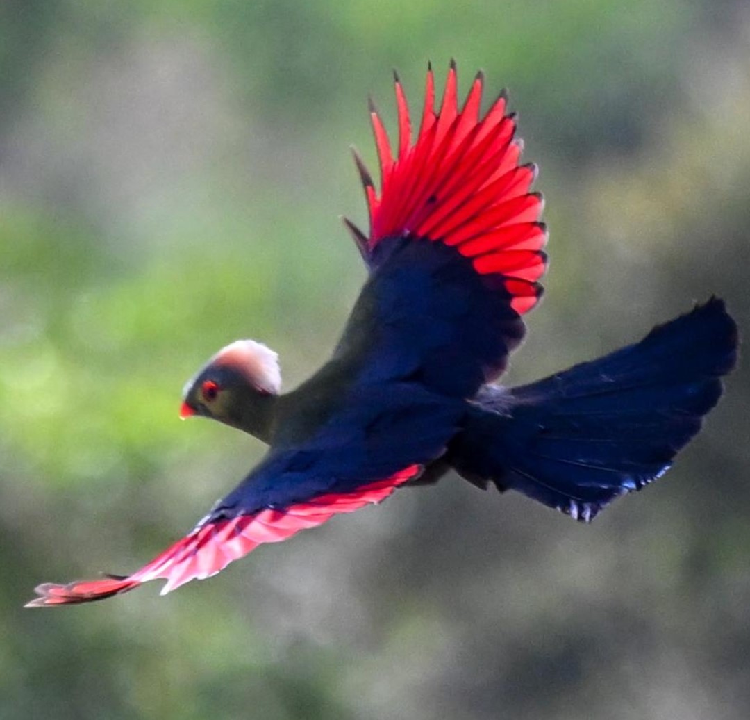 9-Day Ethiopia Birding and Photography Tour — March 2027