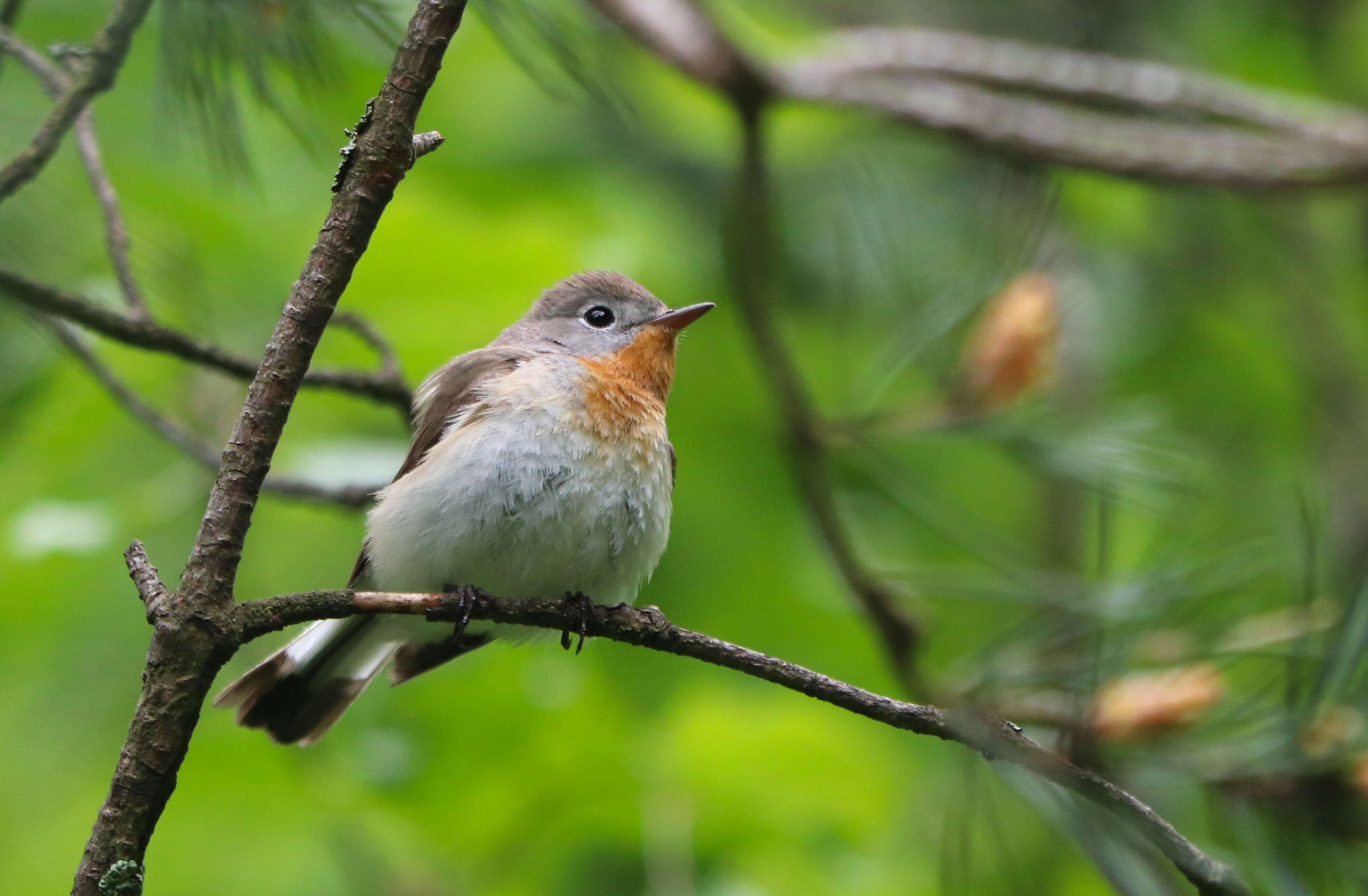 Best of Bratislava: Private One-Day Birding