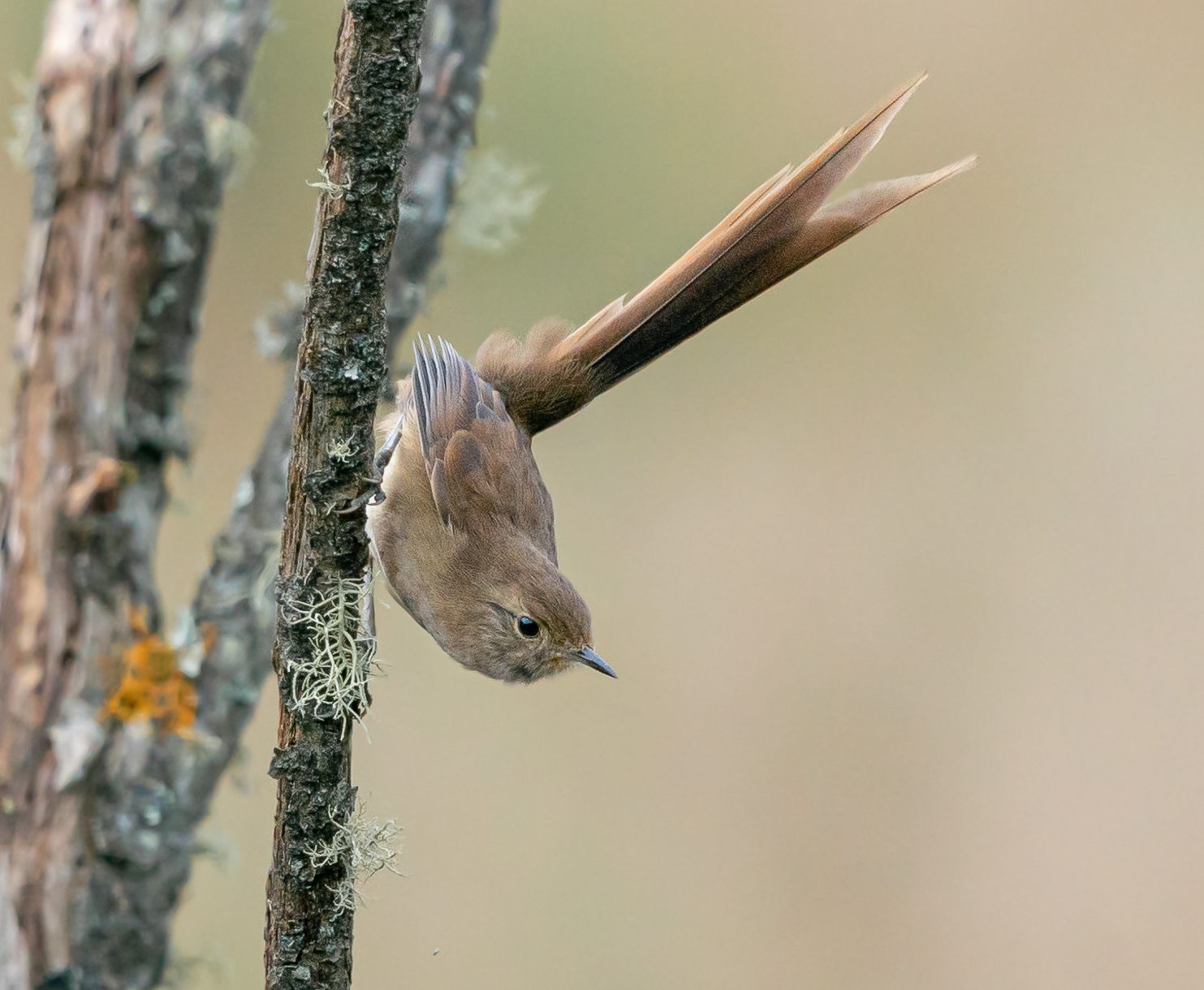 Five-Day Itatiaia Atlantic Forest Endemics Tour