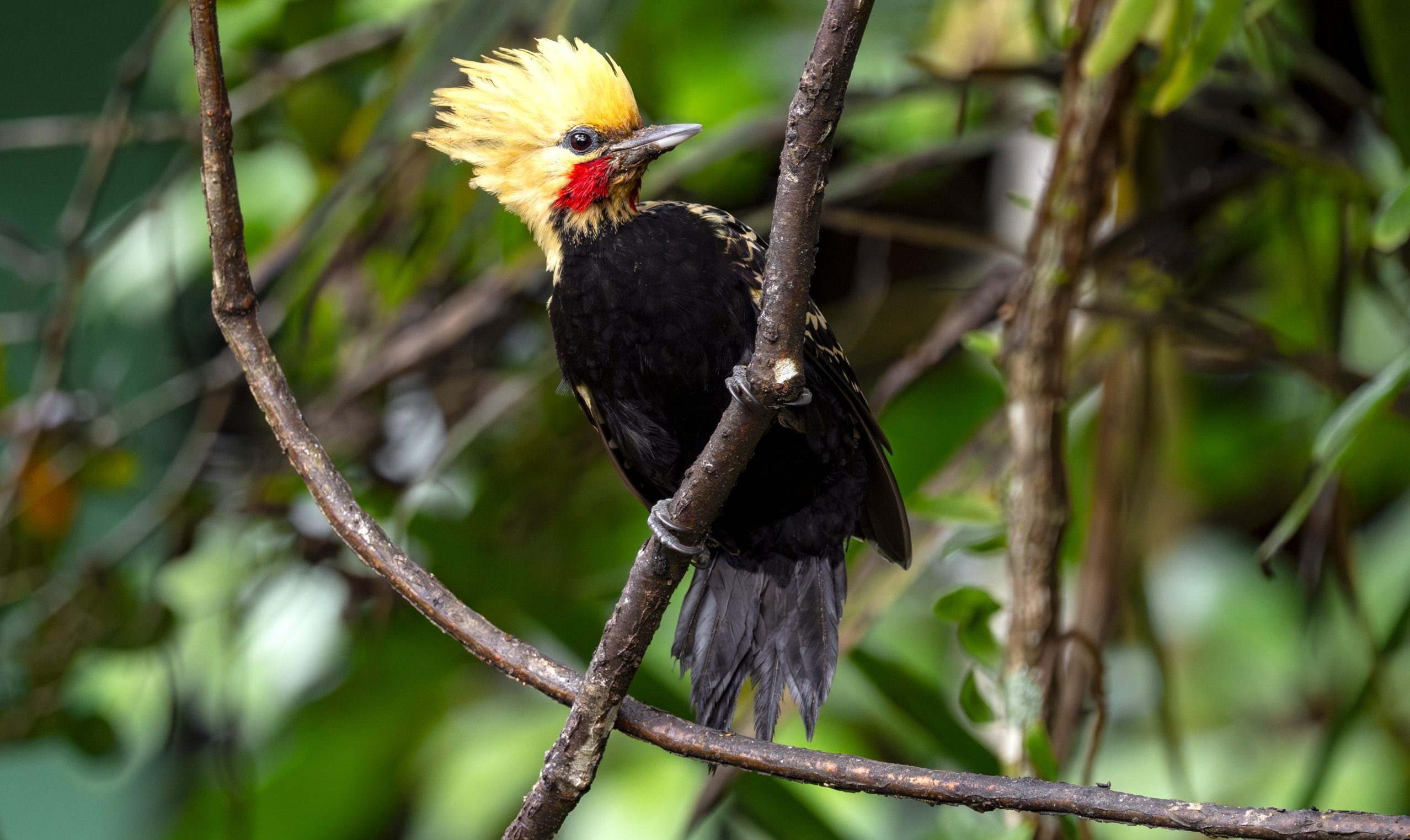 Eight-Day Atlantic Forest Birding and Photography Tour