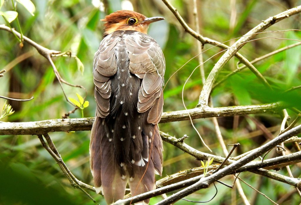 Four-Day Iguazú Falls and Atlantic Forest Birding Tour