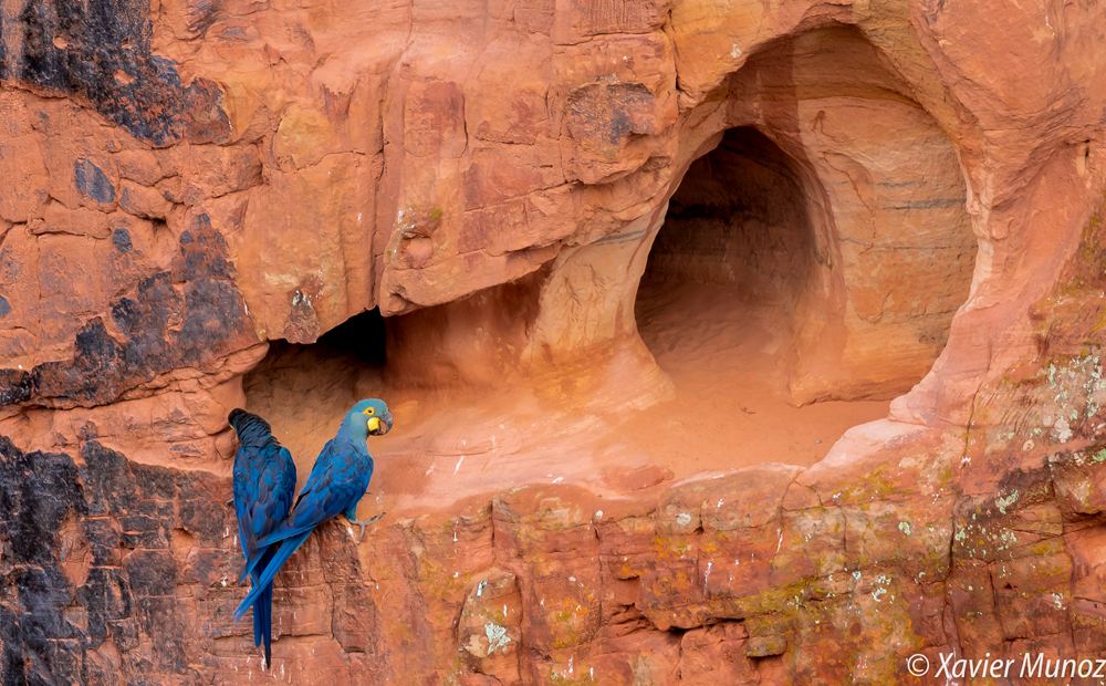 Sixteen-Day Northeast Brazil Endemics and Specialties Tour