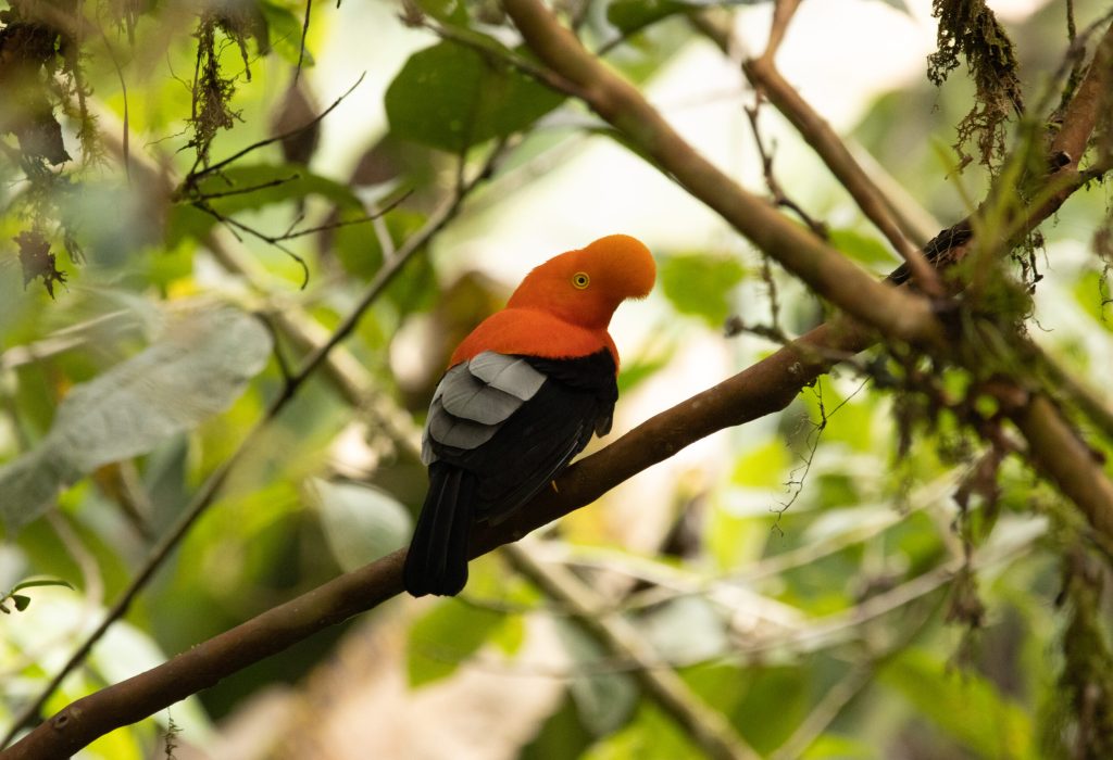 Fourteen-Day Ecuador Andes and Amazon Birding Tour