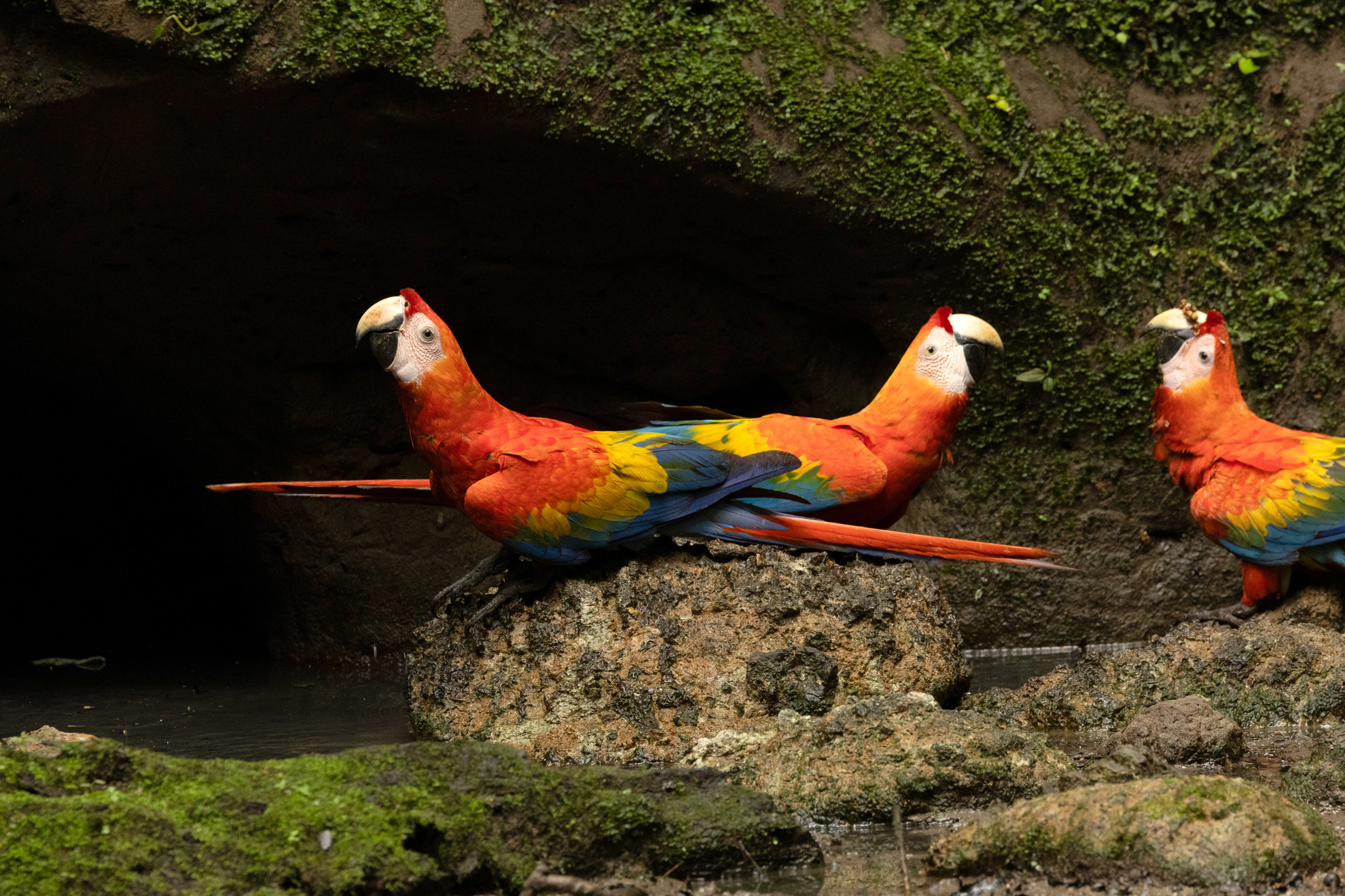 Fourteen-Day Ecuador Birds and Mammals Tour
