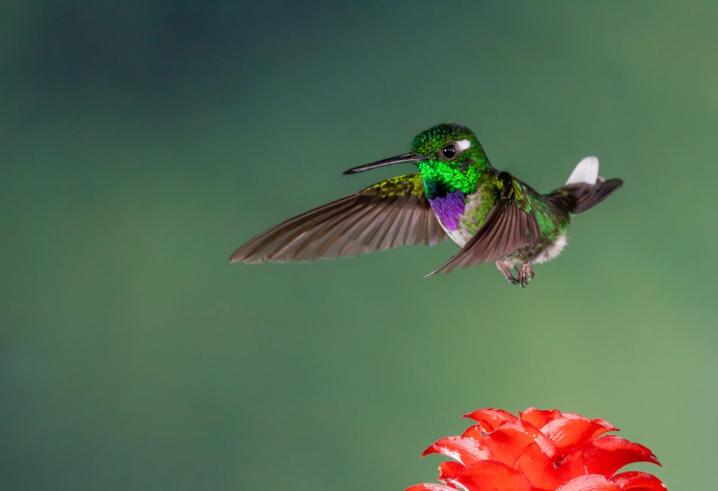 Ten-Day Ecuador Bird Photography Tour