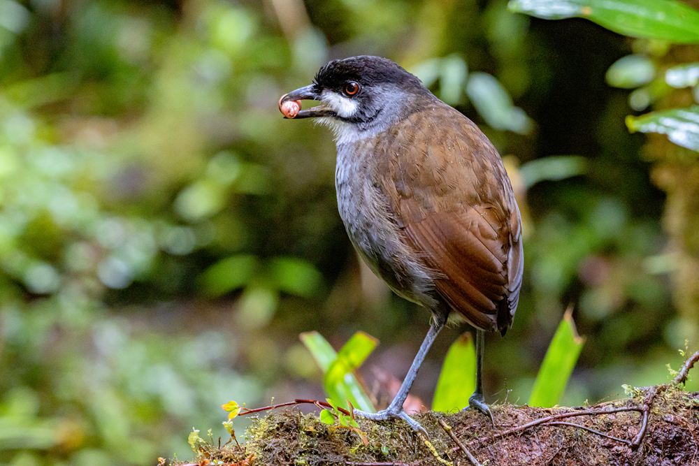 Eleven-Day Southern Ecuador Endemic Birds Tour