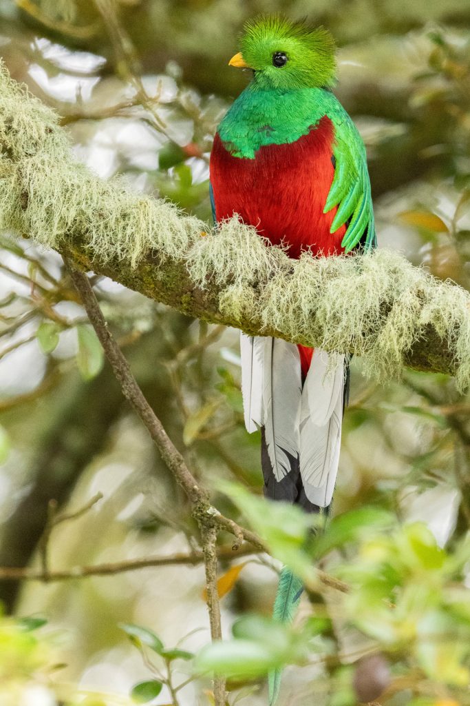 Thirteen-Day Costa Rica Birding and Photography Tour