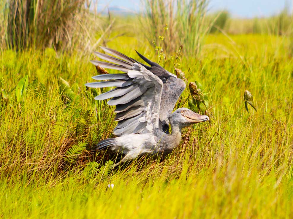 Fifteen-Day Uganda Birding and Wildlife Safari with Alex Gabiito