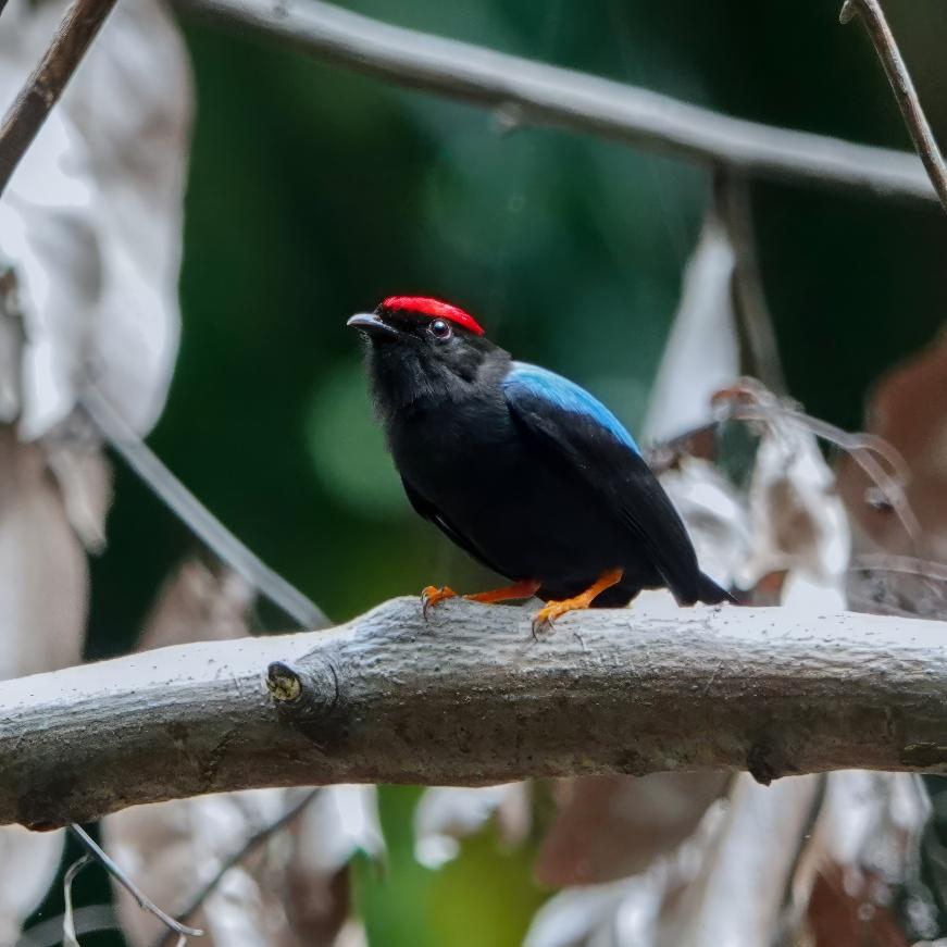 Matute Forest Birding near Cartagena with Maicol González