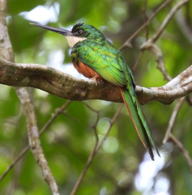 Agrícola Camelias Birding and Photography from Cartagena