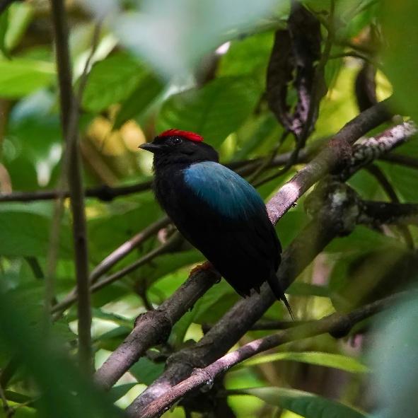 Guillermo Piñeres Botanical Garden Birding from Cartagena