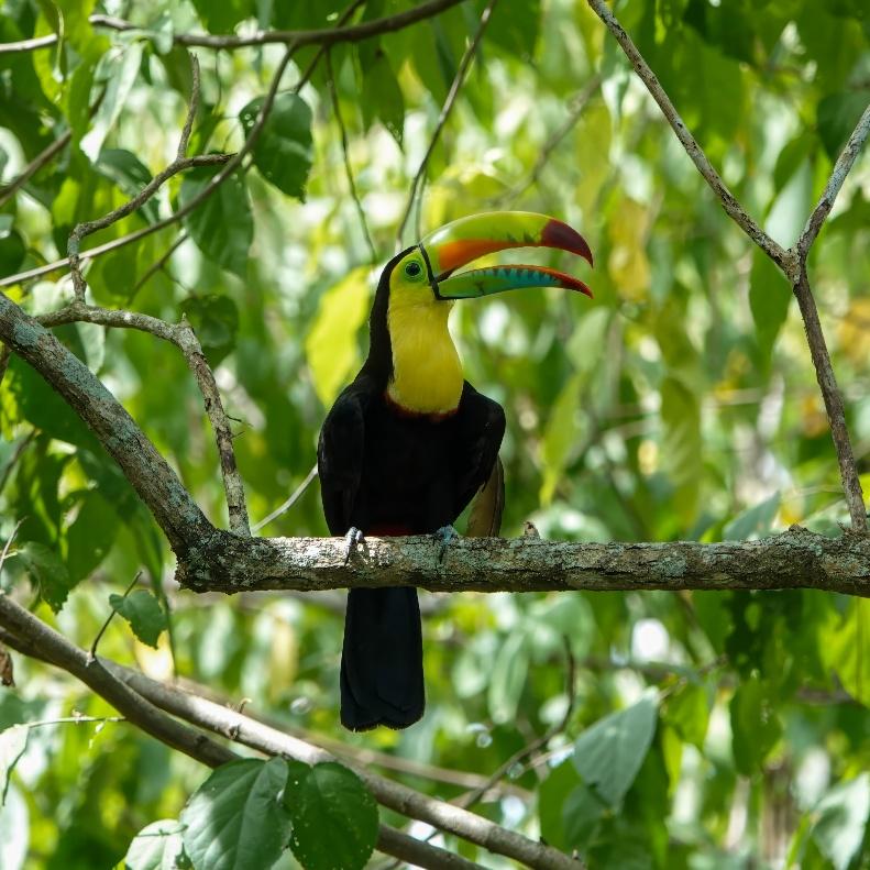 Fundación Loros Dry Forest Birding in Villanueva