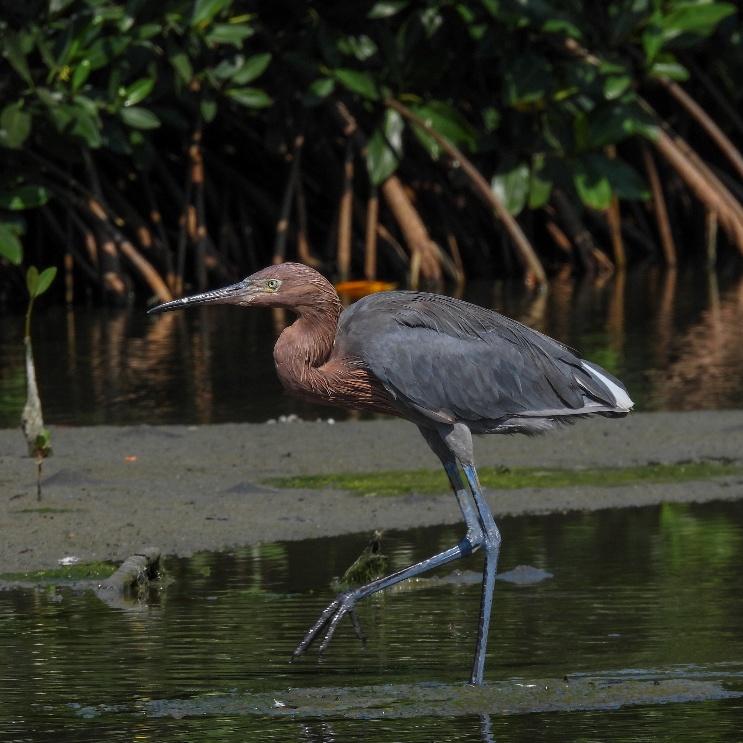 Ciénaga de la Virgen Mangrove Canoe Birding from Cartagena