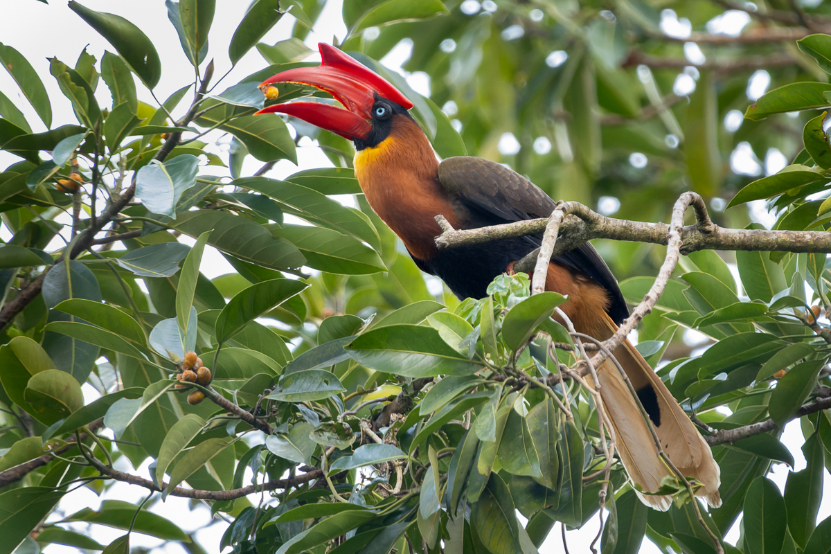 Infanta Forest and Hide Birding with The Big Birder