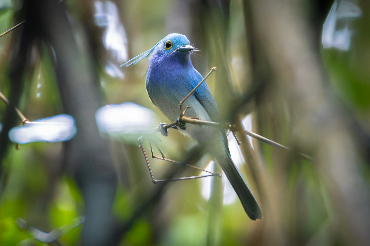 Samar Forest and Ulot River Birding with The Big Birder