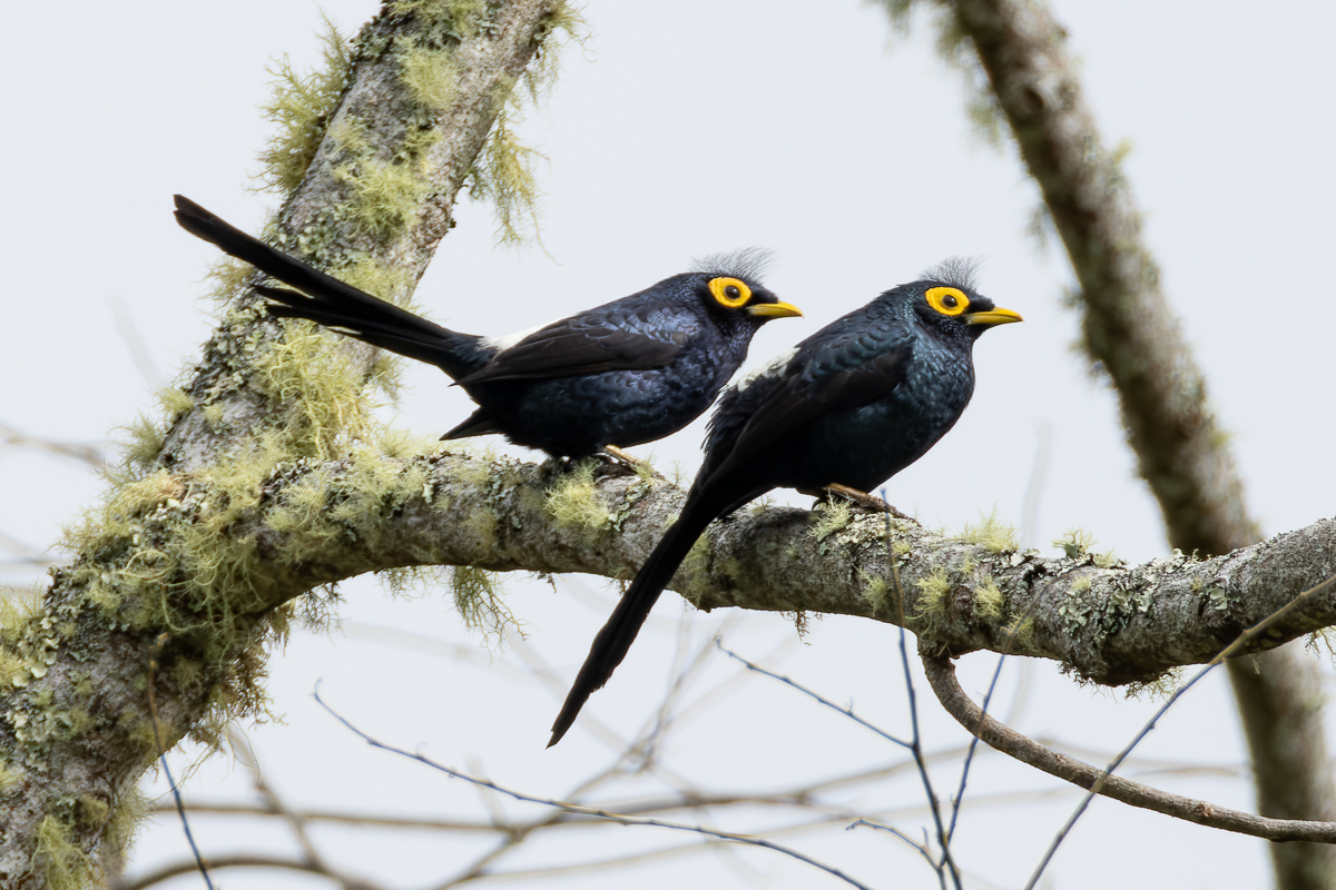 Intavas and Mount Kitanglad Birding with The Big Birder