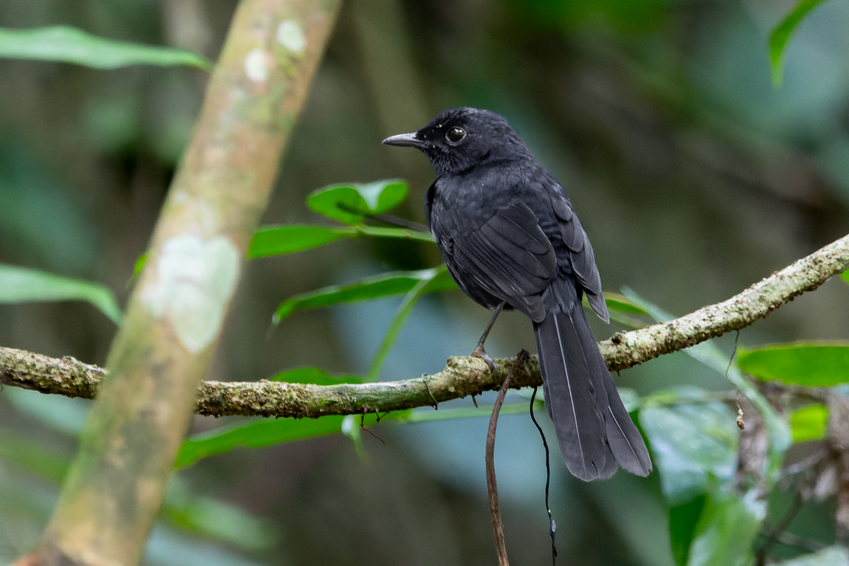 Tabunan Forest Birding on Cebu with The Big Birder