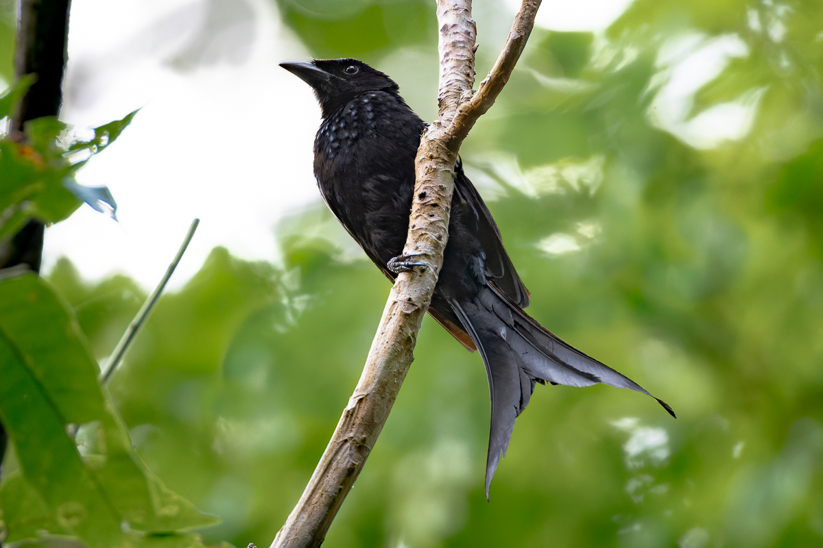 Tablas Island Birding with The Big Birder