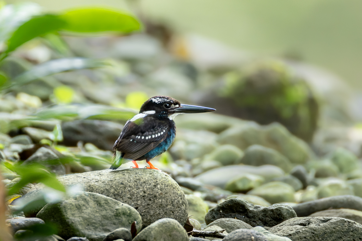 Zamboanga Forest Birding at Pasonanca and La Paz