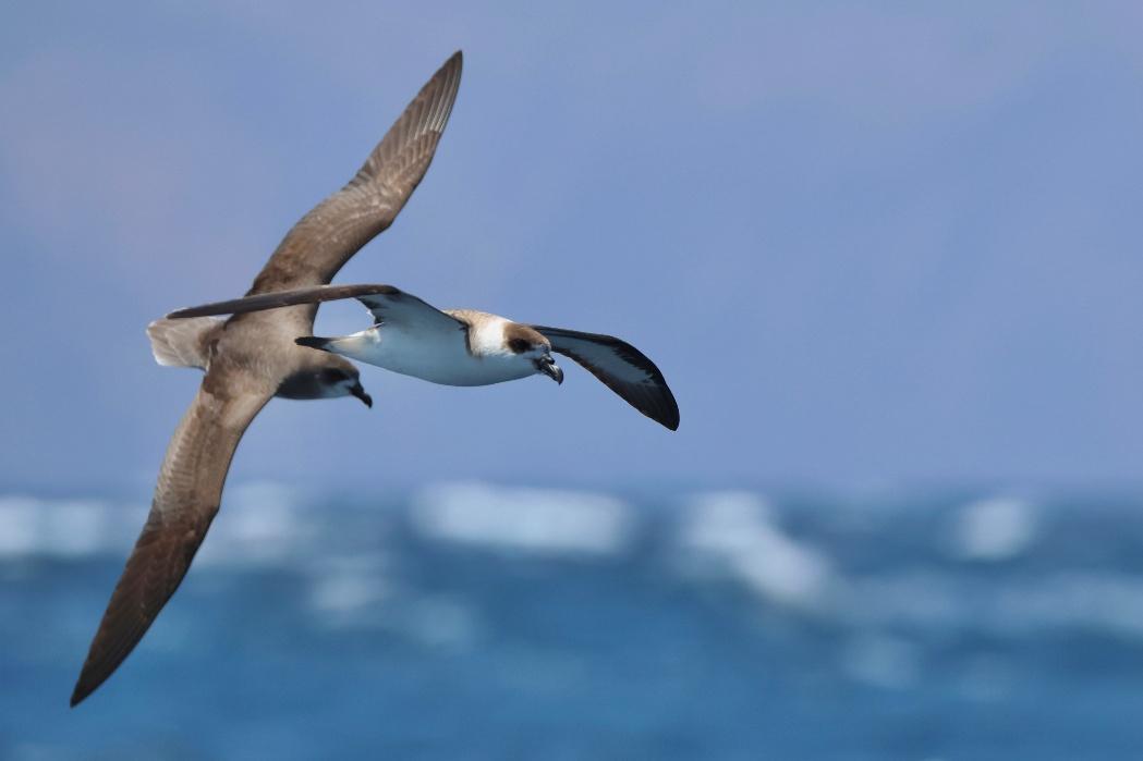 Cape Verde Pelagics: Seven Days of Seabirding from Fogo