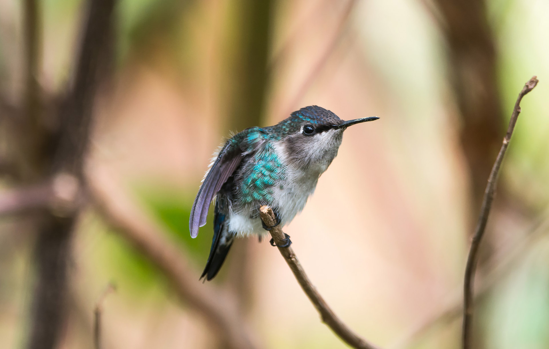 Birding Days Cuba — 11-Day Private Birding Tour