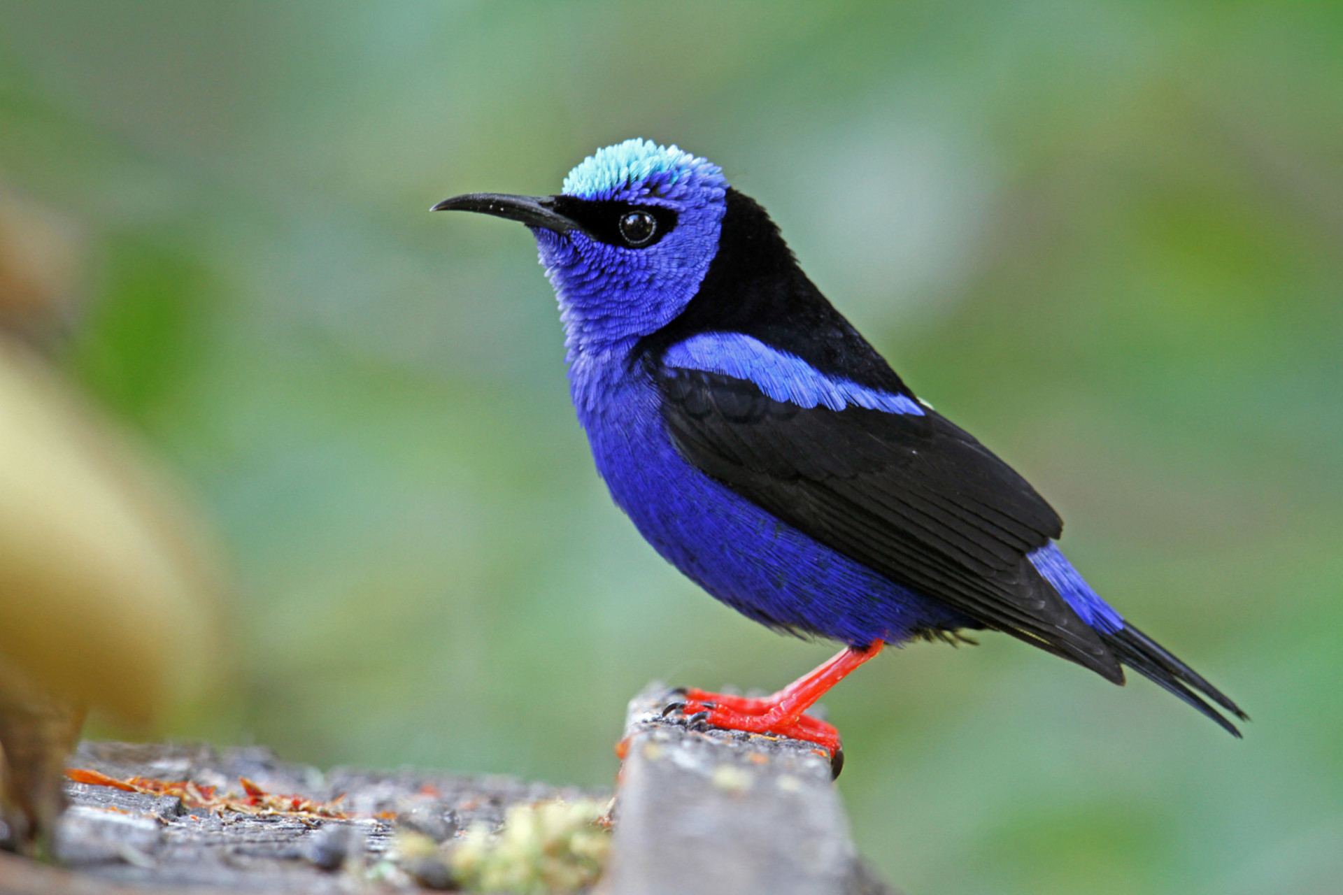 Cesar Birding Special — 12-Day Small-Group Birding Tour