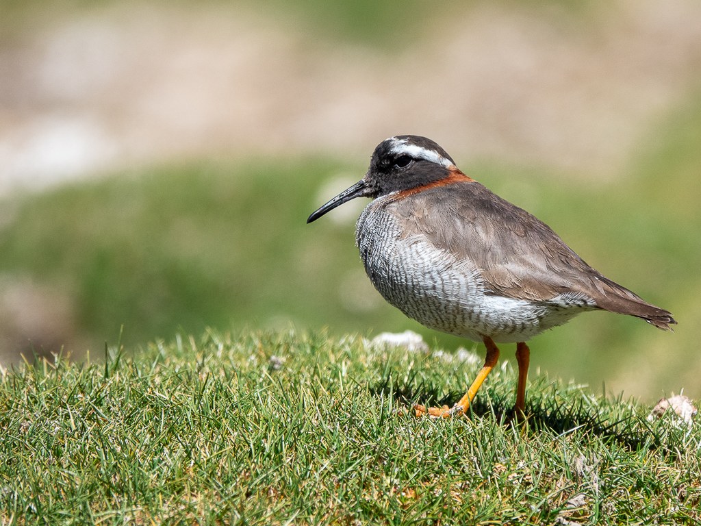 Private Full-Day Atacama Birding with Valeria Heindl